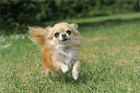 Joint Health in Chihuahuas: Small Size, Big Considerations