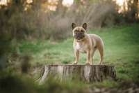 Joint Issues in French Bulldogs