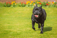 Staffordshire Bull Terriers and their joint problems