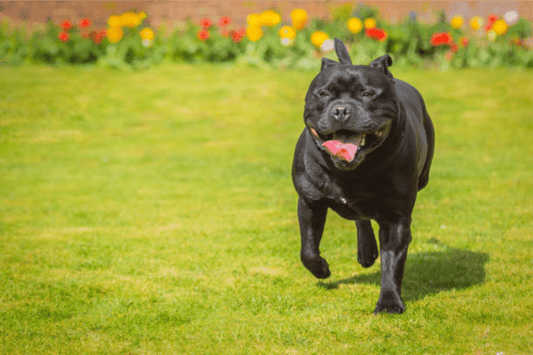 Staffordshire Bull Terriers and their joint problems