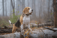 Natural Joint Supplements for Beagles: Green-Lipped Mussel, Collagen, and Abalone