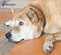 emotional impact of arthritis in dogs