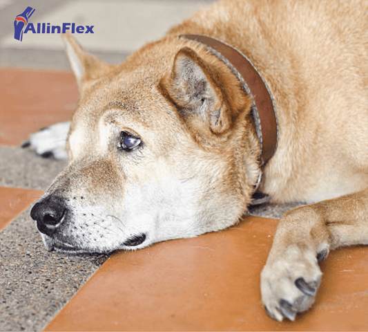 emotional impact of arthritis in dogs