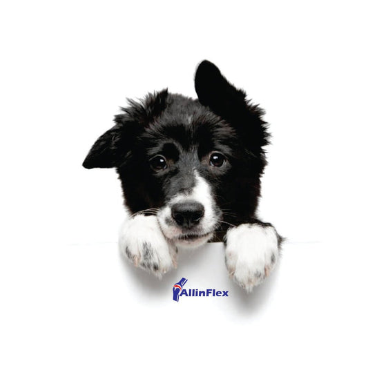 arthritis supplement for dogs