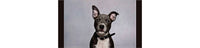 Health Benefits of Green Lip Mussel powder for dogs.