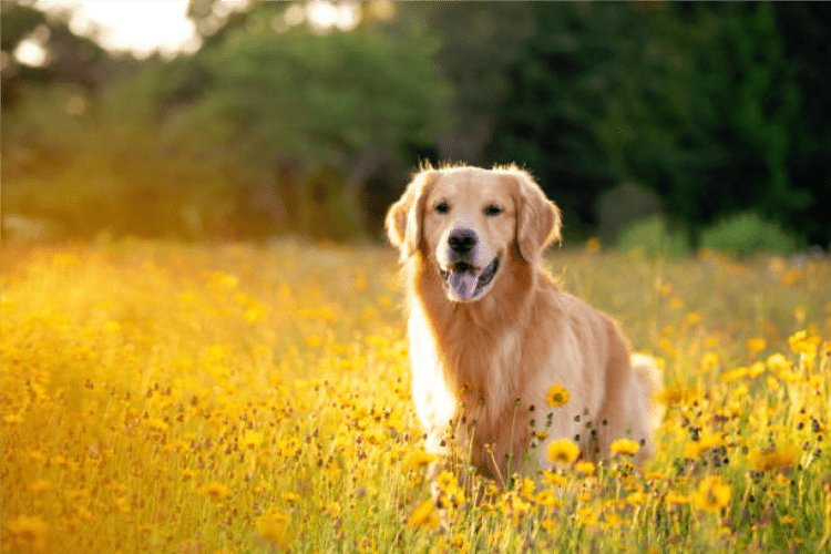 Golden Retriever Wellness A Holistic Approach to Joint Care Joint