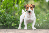 Arthritis in Jack Russell Terriers