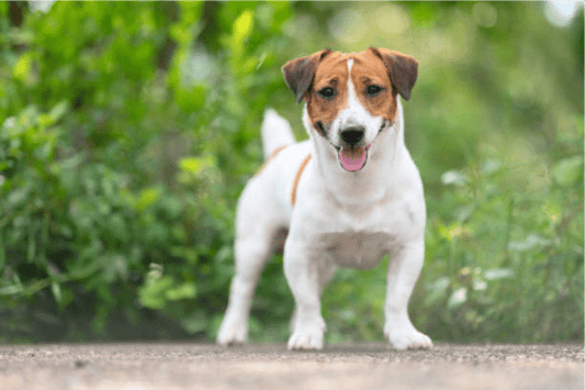 Arthritis in Jack Russell Terriers