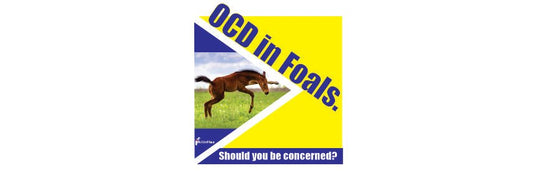 OCD in foals supplements