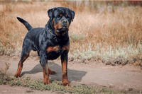 Arthritis in Rottweilers: Managing Joint Health in a Powerful Dog Breed