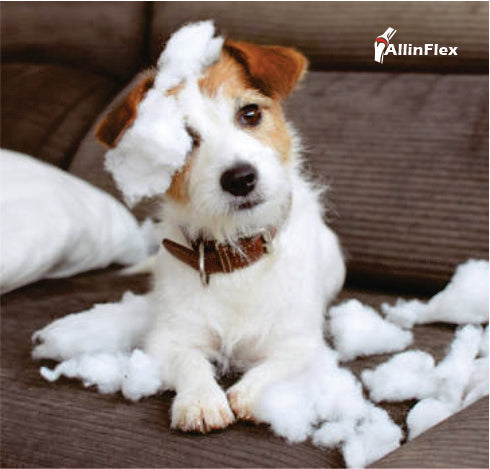dog joint supplements