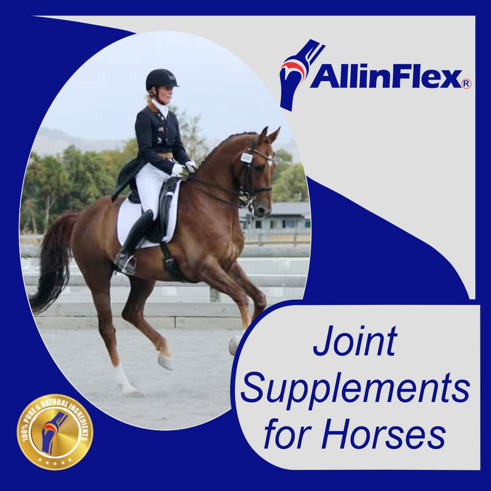 bone and joint supplements for horses