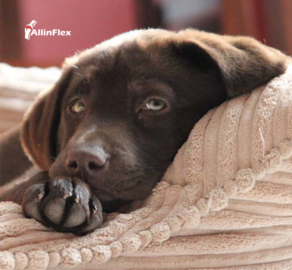 hip and joint powder for healthy dog joints