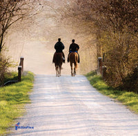 How to protect my horse's joints when riding on hard grounds?