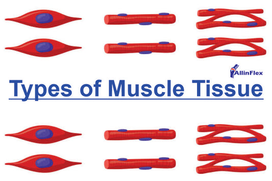 Muscle function in the human body