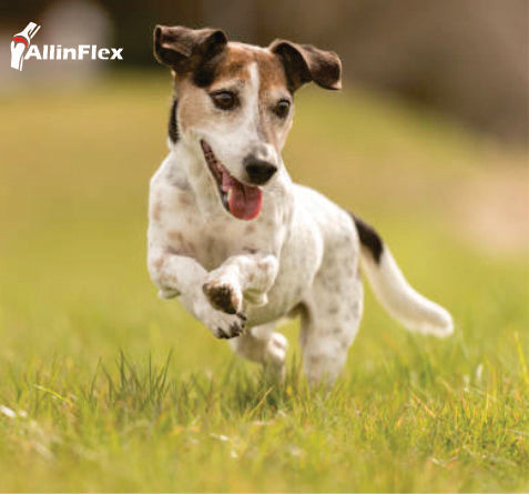 What is the best joint supplement for your dog?