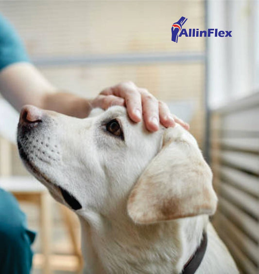 natural dog supplements