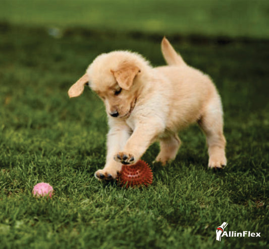 How much does your puppy need to exercise?