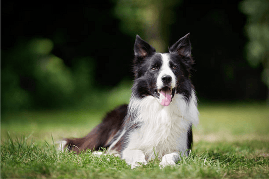 Key Aspects of Joint Health for Border Collies