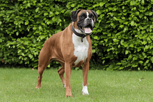 Boxer Joint Health: Essential Joint Care for an Active Breed