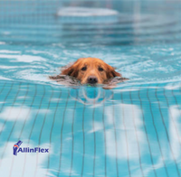 swimming dog with arthritis