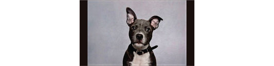Health Benefits of Green Lip Mussel powder for dogs.