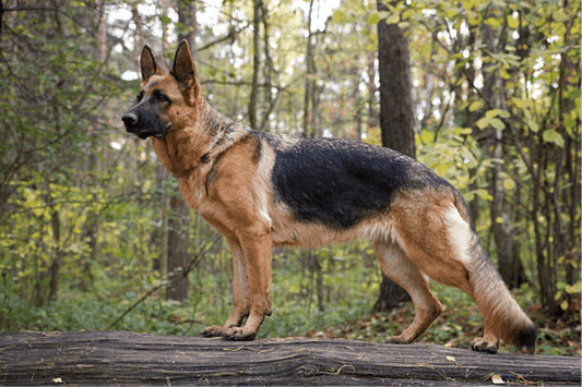 German Shepherd Joint Maintenance: Effective Care for Your Active Companion