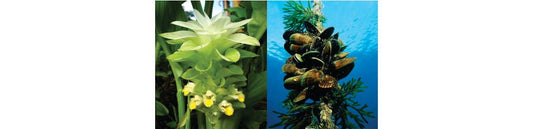 Is Turmeric and NZ Green Lip Mussel the ultimate combo for good health?