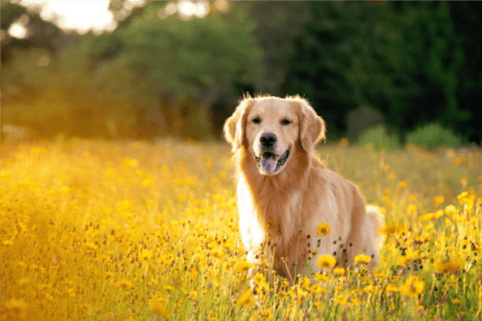 Golden Retriever Wellness: A Holistic Approach to Joint Care