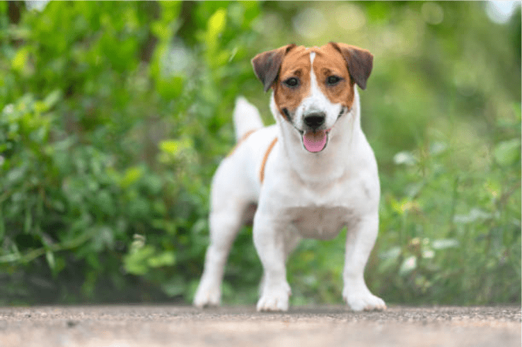 Arthritis in Jack Russell Terriers – Joint Supplements for People, Dogs ...