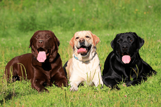 Optimising Joint Health in Labrador Retrievers: Key Strategies and Supplements