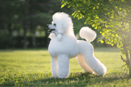 Poodle Joint Health: Standard, Miniature or Toy poodles