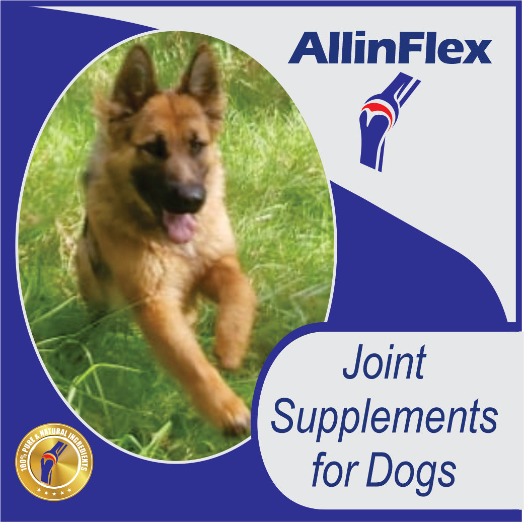 best joint supplements for dogs AllinFlex