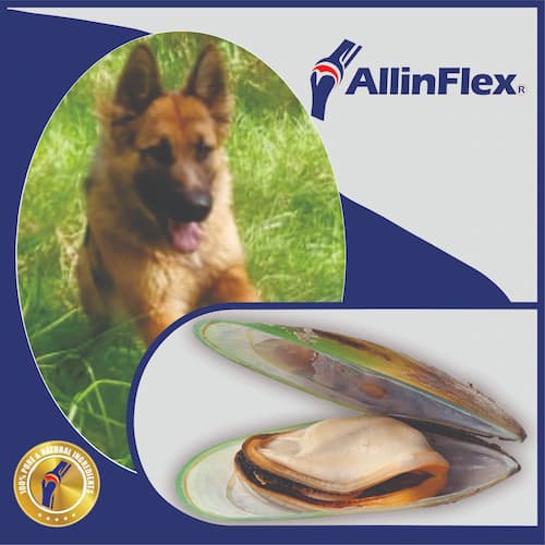 Mussel powder for dogs