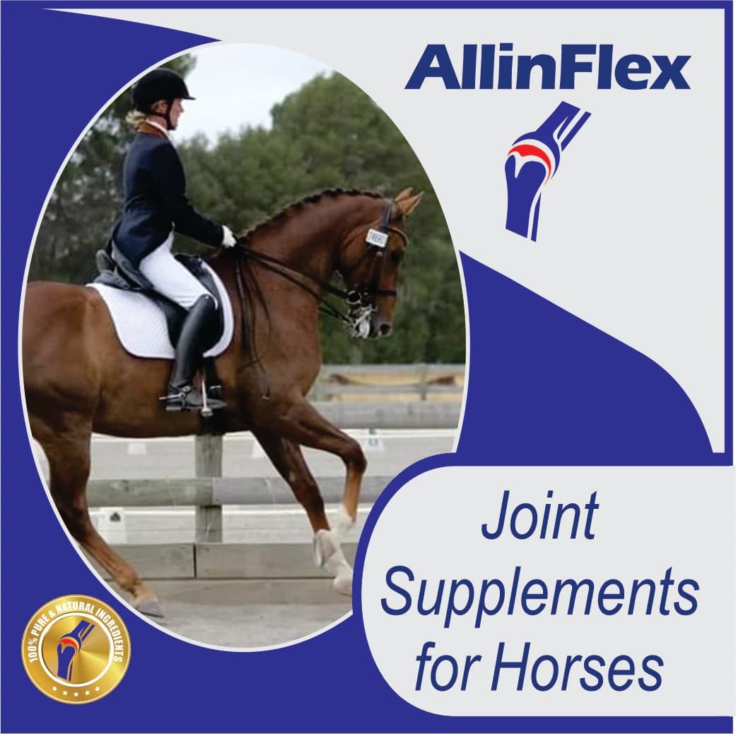 Equine Joint Supplements AllinFlex NZ