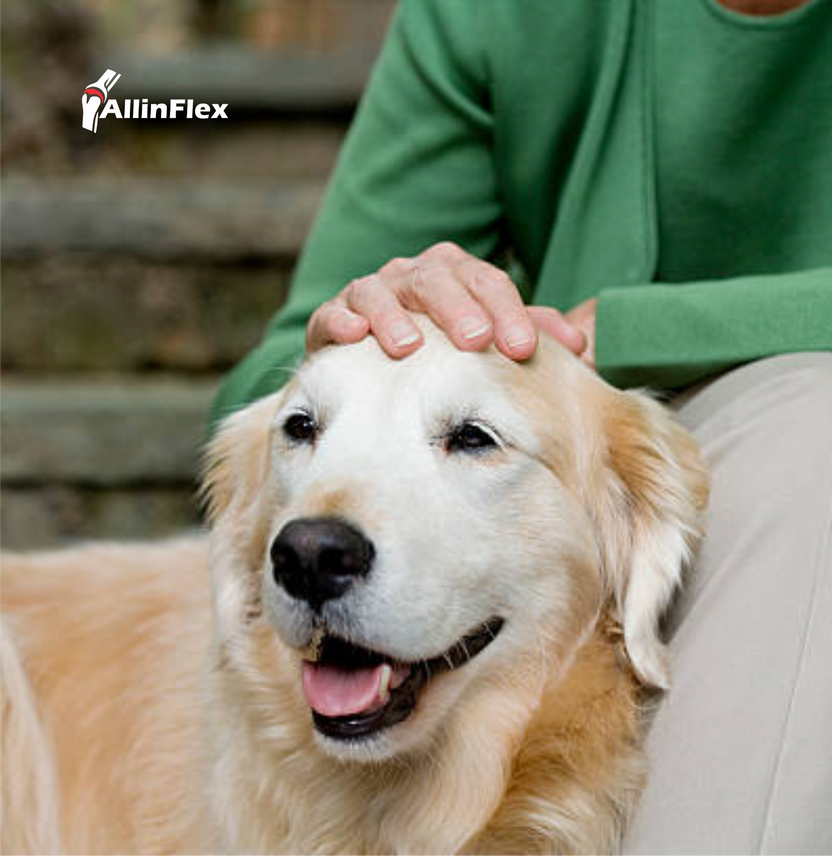 Omega3 Fatty Acids for Dogs Joint Supplements for People, Dogs