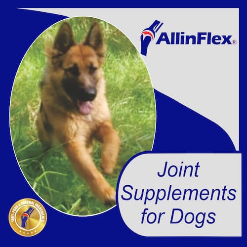 canine joint products for dogs with pain