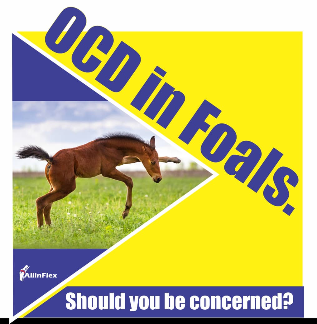 Young Horse Supplements supporting the growth of healthy Bones and Joi