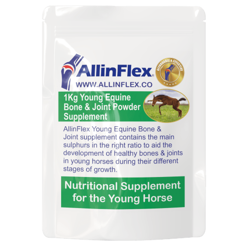 Equine NZ Green Lip Mussel powder 500g AllinFlex Joint Supplements